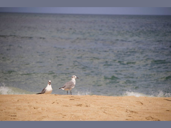 Established Virginia Beach Oceanfront Restaurant