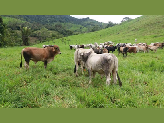 Nanegal agricultural and livestock farm for sale