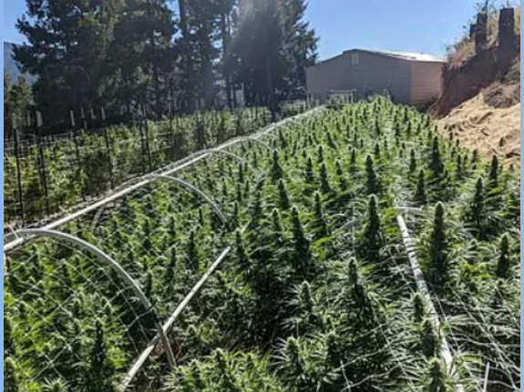 Cannabis Grow--California