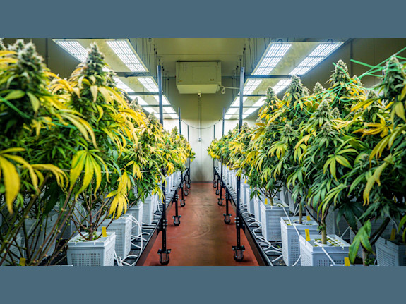 Award-Winning Cannabis Operation East Coast