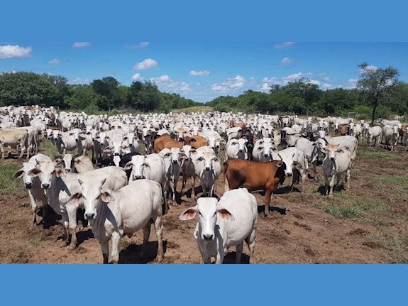 For sale 78.293 Acre Cattle Ranch in South America