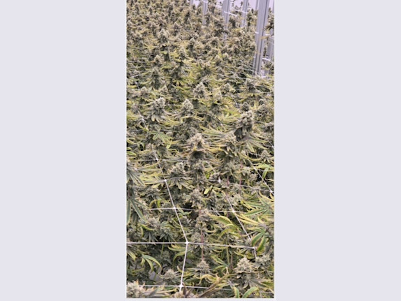 Cannabis EU-GMP Certification Q1 2026. Canada Hub