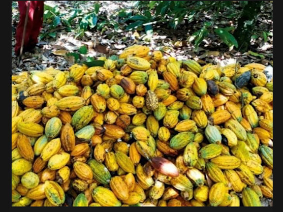 Cocoa Farm Brazil