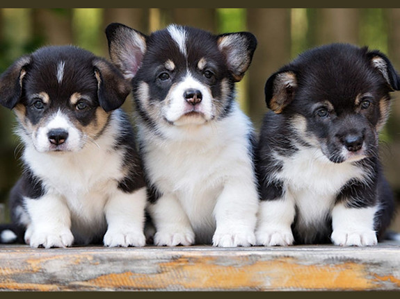 Super Profitable Pet Business in Tampa