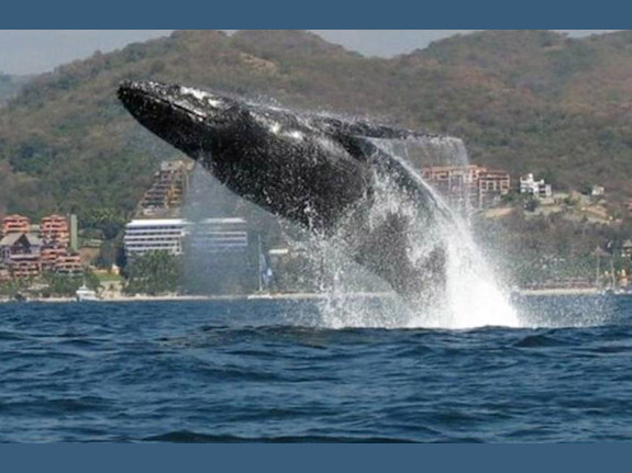 40 Year Day Cruise Charter Business In Mexico