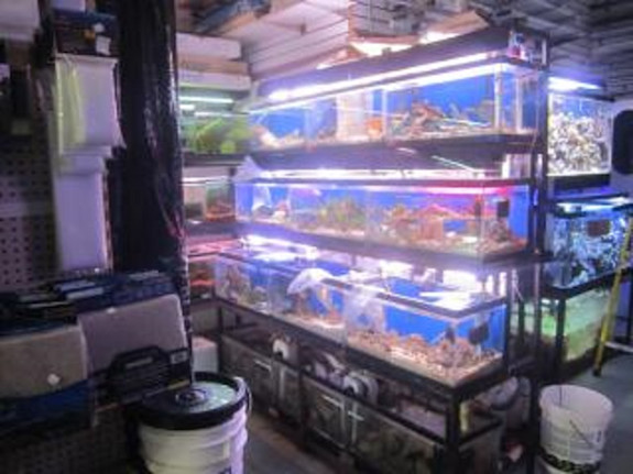 Mega Pet Store for Sale in Nassau County, NY