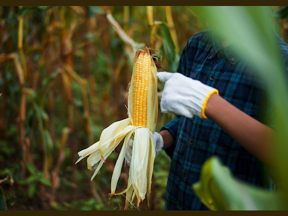 Grain Elevator Business Operation / Real Estate - 1.4M Grain Capacity