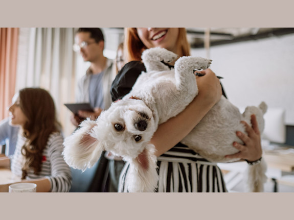 Profitable Pet Boarding & Grooming Business