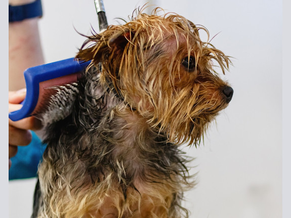 Highly Rated Grooming Salon For Sale in SC