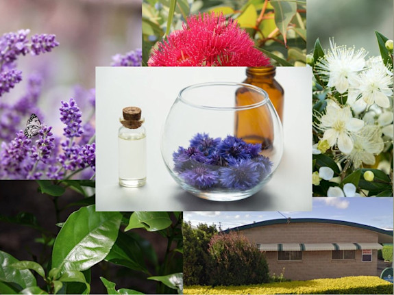 Botanicals Industry. Processing and Distribition.