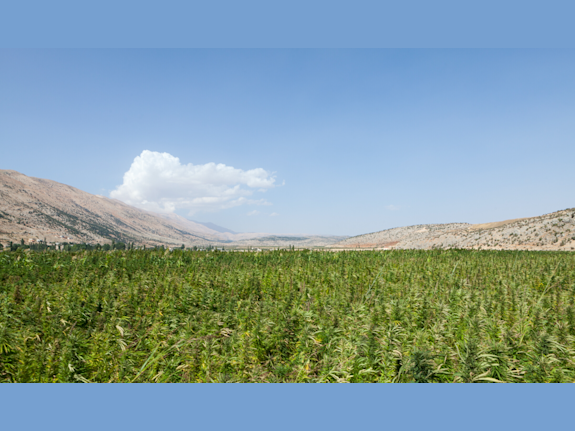 86 Ha Growth Licensed for Export / Tax Free Zone