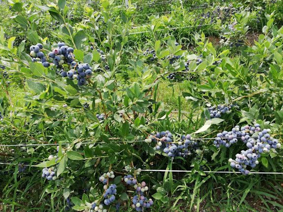 Blueberry Orchard For Sale. Serbia