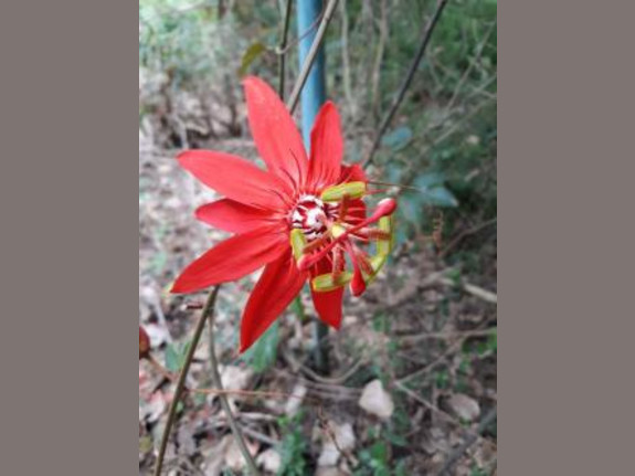 8-Acre Property that used to be a Botanical Garden