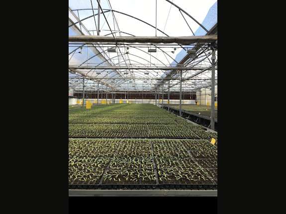 Greenhouse Complex in Bulgaria