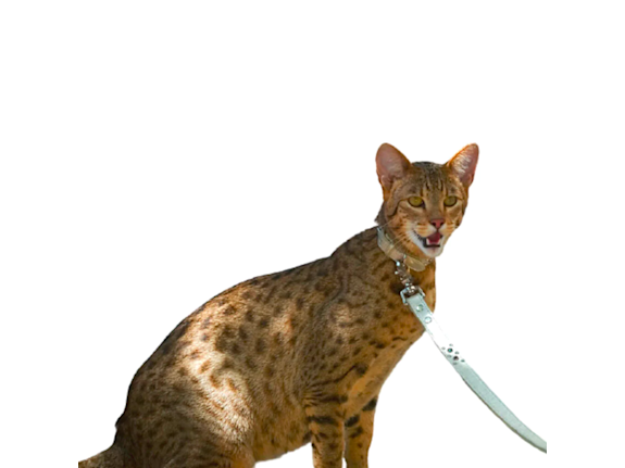 Become 1/50 Ashera® Breeders | Livestock Included