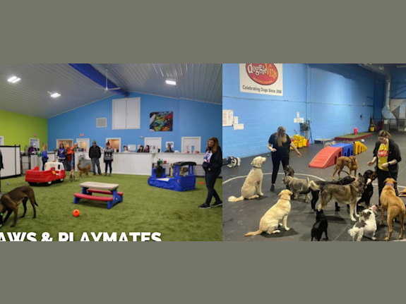 Dog Daycares