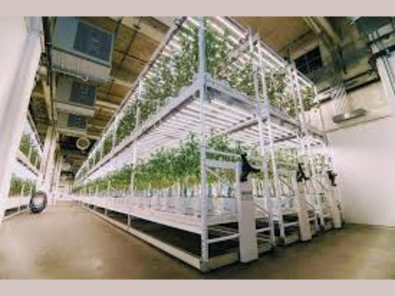 Fully Approved Cannabis Vertical Licenses