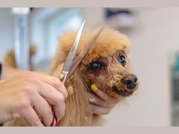 Profitable, Absentee Run, Dog Grooming Salon