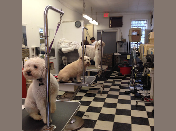 Dog Grooming Store For Sale in Suffolk County