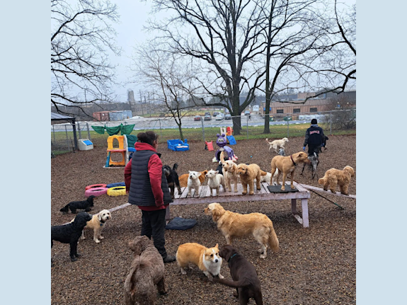 Established Pet Daycare & Grooming Business