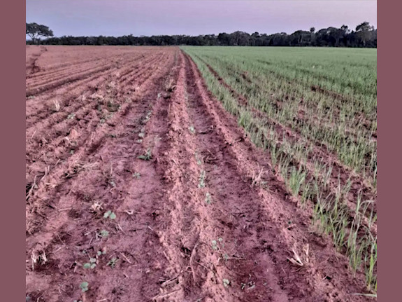 Agriculture Farm in Itapua, Paraguay