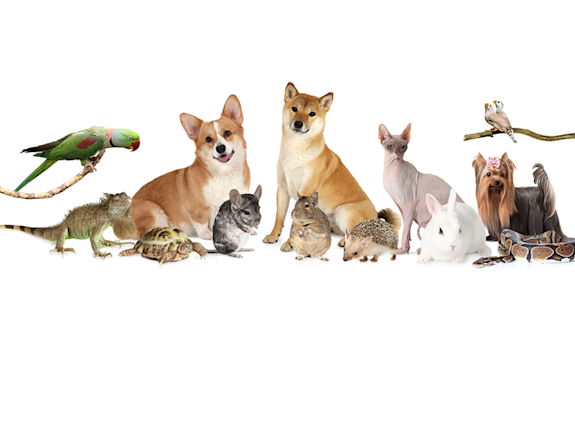 Pet Food Manufacturers Wanted