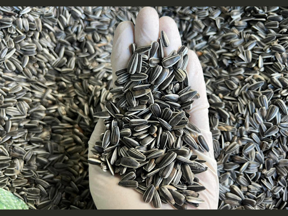 Moldova’s Top Confection Sunflower Seeds