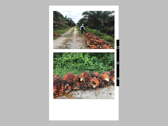For sale Palm Oil Plantation + Palm Oil Factory