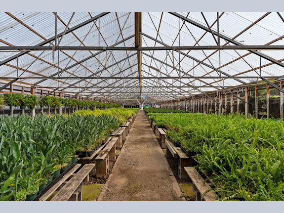 4.5-Acres with House, a Cottage, & 7 Green Houses