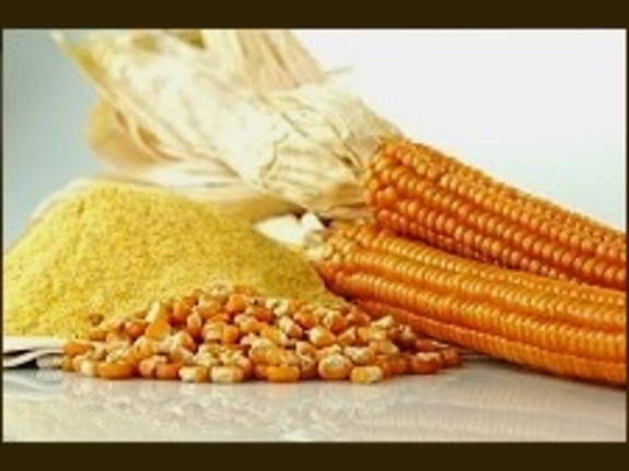 Sale Offer / Gmo Yellow Corn  / CIF / Brazil