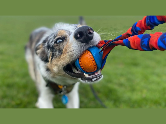 Highly Successful and Award-Winning Pet Wants