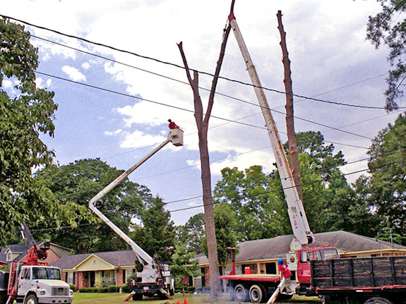 Renowned Tree Service Can Grow Fast/ Reduced