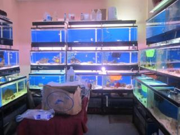 Mega Pet Store for Sale in Nassau County, NY