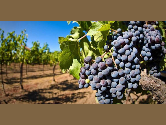 Popular Turn-key Luxury Winery / AAR $3,609,781