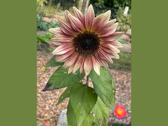 Half Moon Bay-Integrative Family Health Practice