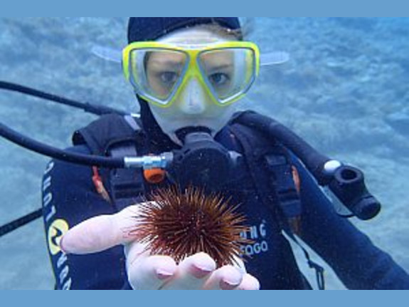 Hotels Resort Chain With 6 Hotel Resorts In Greece