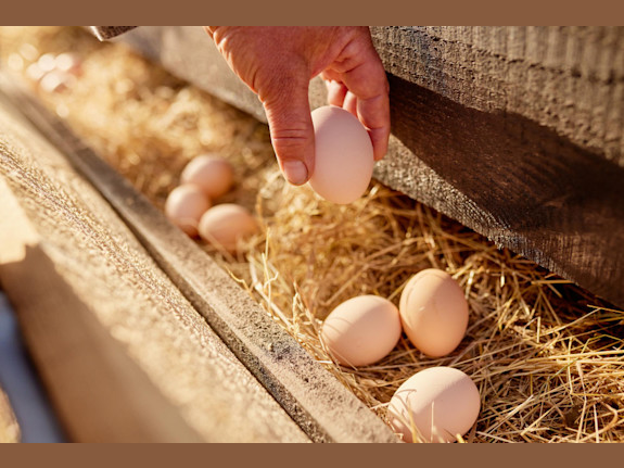 Poultry and Egg Production Business