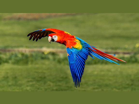 Parrot Boarding Business for Sale – Est. 2008