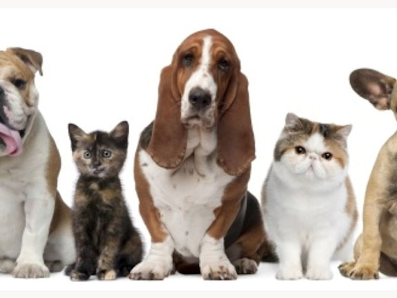 Established Veterinary Practice in Newaygo County, MI