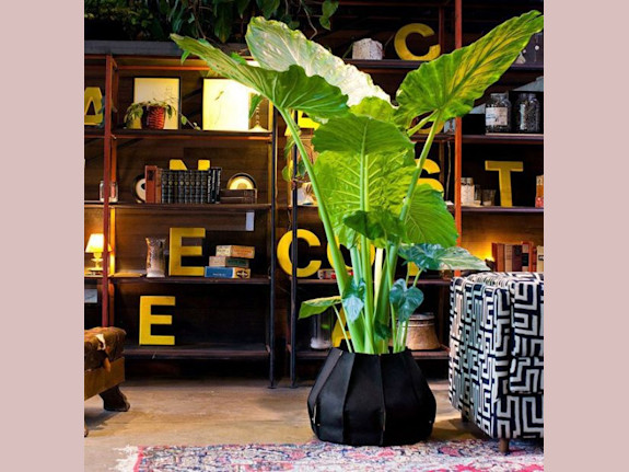 Live House Plants Shopify Website Business