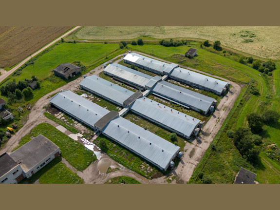 Sustainable & Profitable Intensive Pig Farming Com