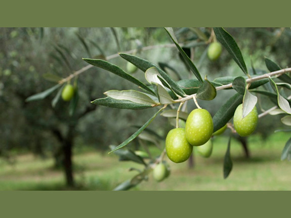 20,000 m² Olive Land / Türkiye/ İzmir