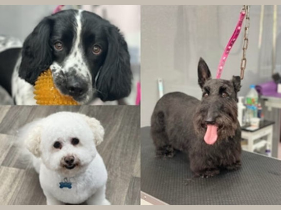 Thriving Pet Care Business – Metro Atlanta Area