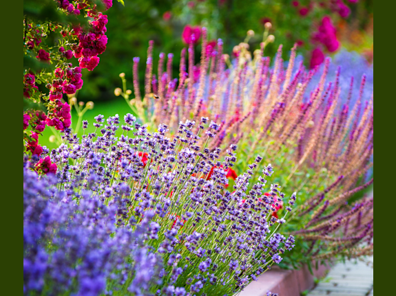 Landscape Design/Build and Snow Removal Business