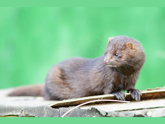 Minkton Fur Farm Project  - North Kazakhstan