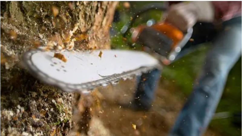 Forestry - Arbor Services - Tree Cutting Business