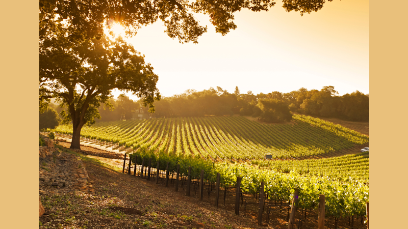 Vineyard Opportunity in Oregon's Willamette Valley