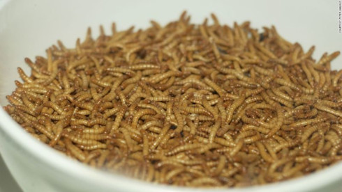 Circular Insect Protein Producer