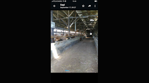 Cows Cattle Farms 14.6 Hec For Sale USD 6 Millions