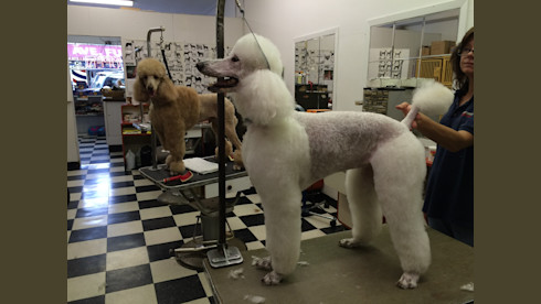 Dog Grooming Store For Sale in Suffolk County